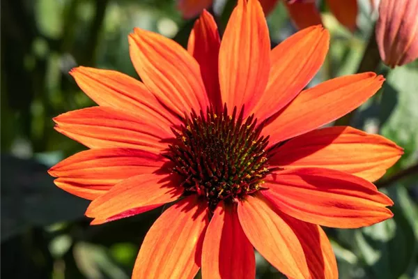 Garten-Scheinsonnenhut 'Tomato Soup'®