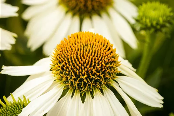 Scheinsonnenhut 'White Swan'