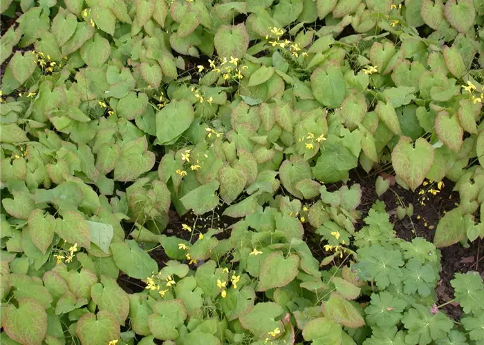 Epimedium x versicolor 'Sulphureum'