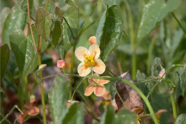 Warley-Garten-Elfenblume 'Orangekönigin'