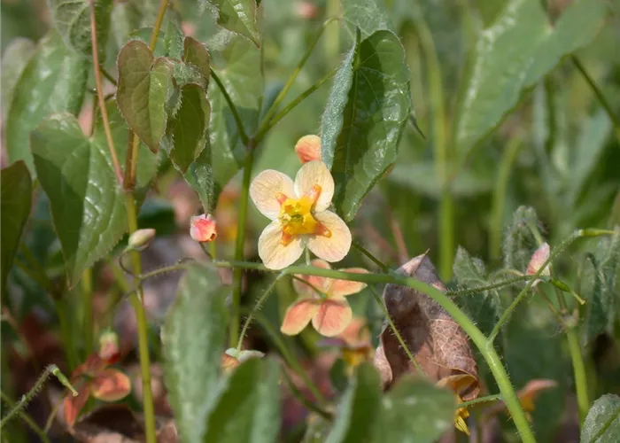 Epimedium x warleyense 'Orangekönigin'