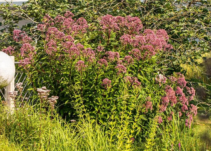 Eupatorium fistulosum 'Riesenschirm'