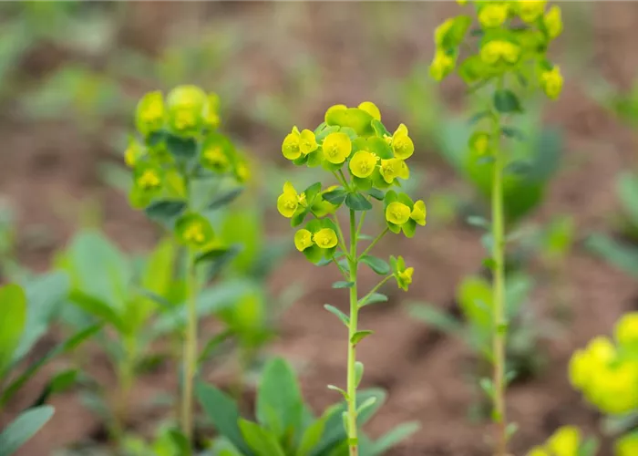 Euphorbia amygdaloides ssp.robbiae