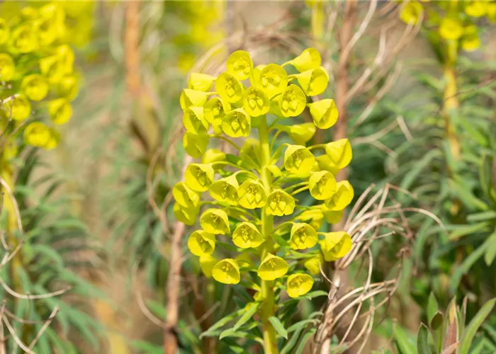 Euphorbia characias ssp.wulfenii