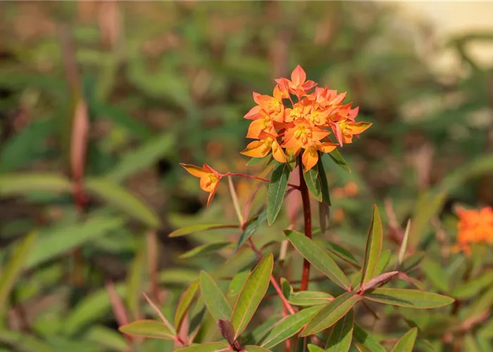 Euphorbia griffithii 'Dixter'