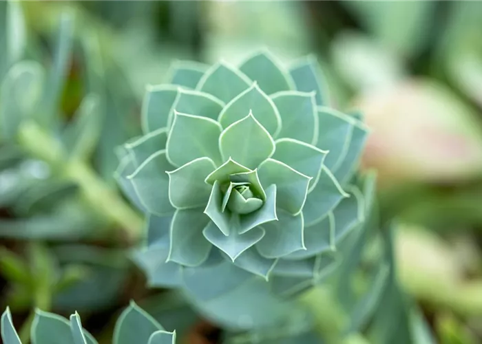 Euphorbia myrsinites