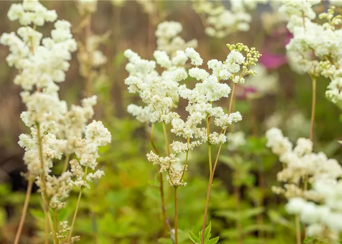 Filipendula ulmaria