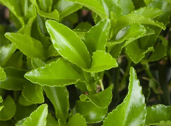 Immergrüne Kriechspindel