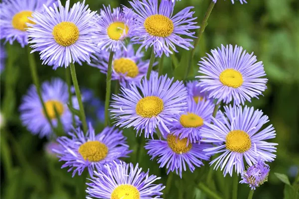 Garten-Kissen-Aster 'Lady in Blue'