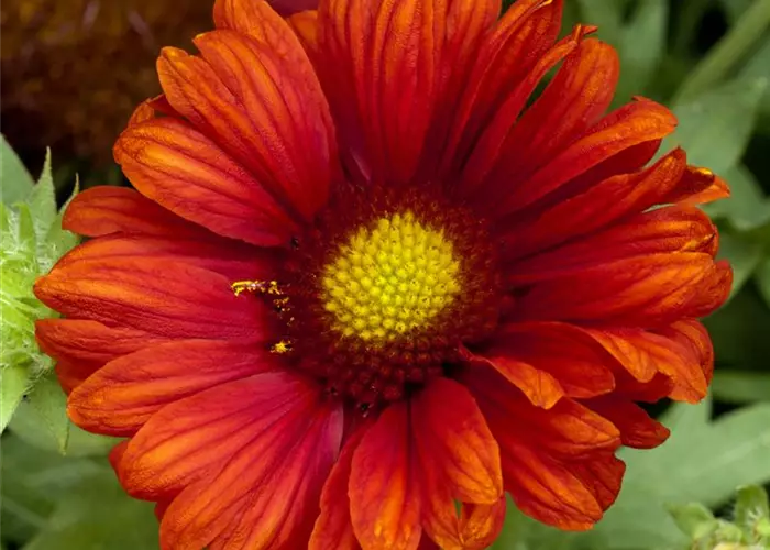 Gaillardia x grandiflora 'Burgunder'