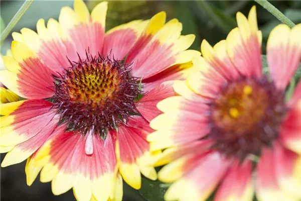 Großblumige Garten-Kokardenblume 'Kobold'