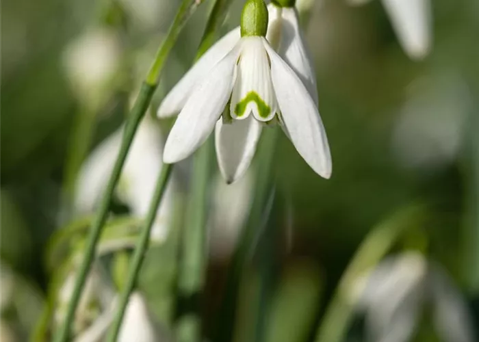 Galanthus nivalis