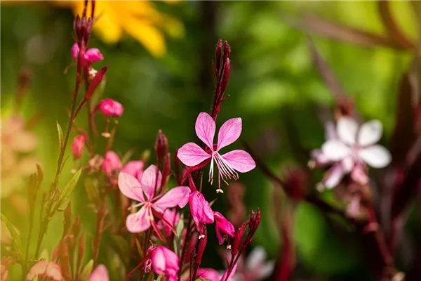 Garten-Prachtkerze 'Cherry Brandy'