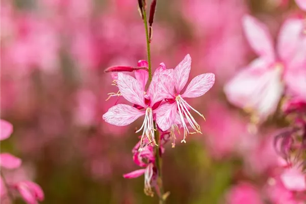 Garten-Prachtkerze 'Siskiyou Pink'