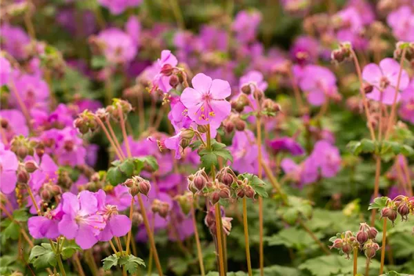 Garten-Storchschnabel 'Bevan´s Variety'