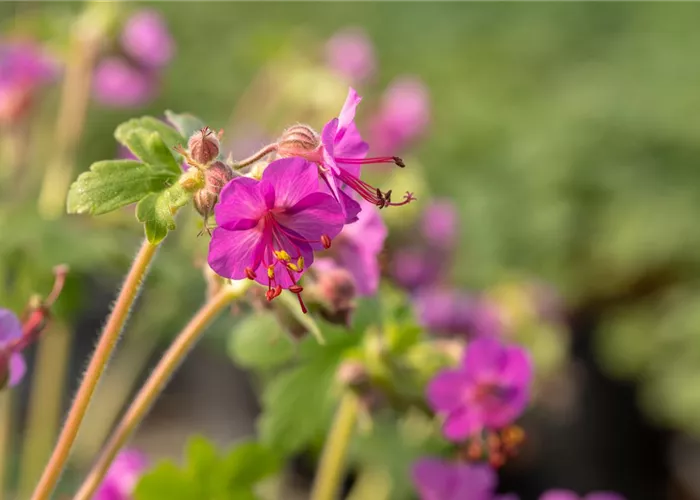 Geranium macrorrhizum 'Bevan'