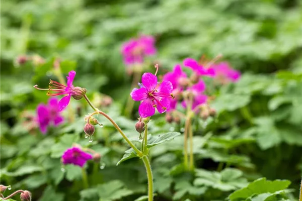 Garten-Storchschnabel 'Czakor'