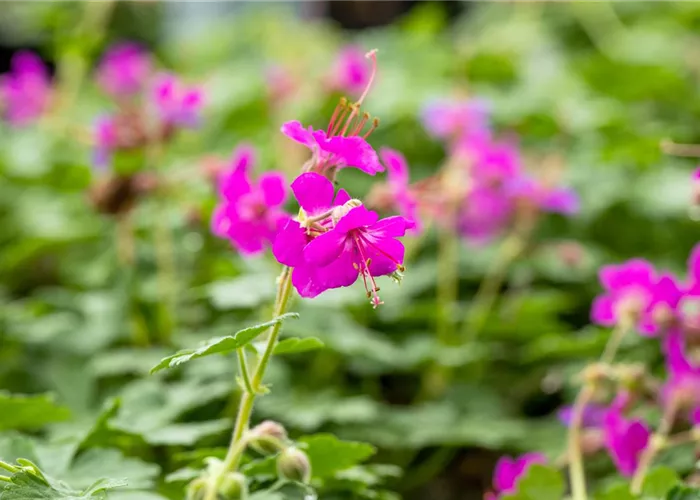 Geranium macrorrhizum 'Czakor'