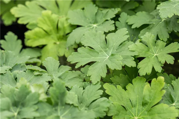 Garten-Storchschnabel 'Spessart'