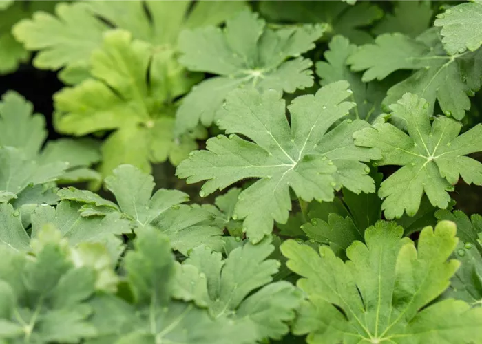 Geranium macrorrhizum 'Spessart'