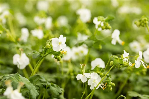 Garten-Storchschnabel 'White Ness'