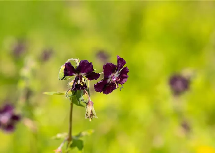 Geranium phaeum