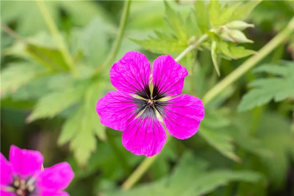 Garten-Storchschnabel 'Dragon Heart'®