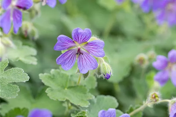 Garten-Storchschnabel 'Philippe Vapelle'