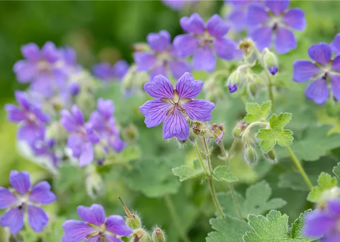 Geranium renardii 'Philippe Vapelle'