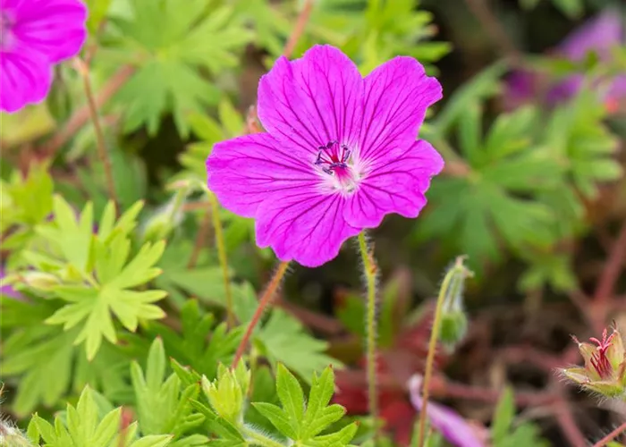 Geranium sanguineum 'Tiny Monster'