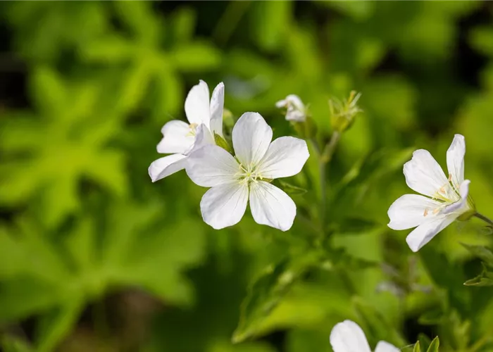 Geranium sylvaticum 'Album'