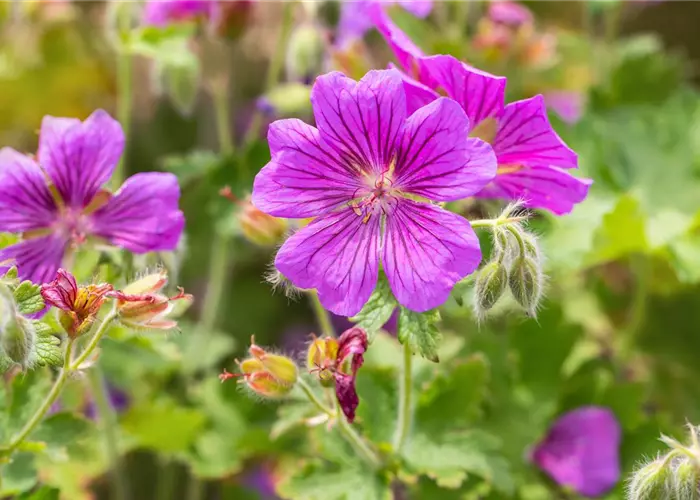 Geranium x magnificum 'Rosemoor'
