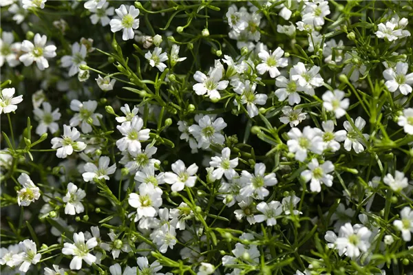 Kriechendes Schleierkraur 'Filou White'