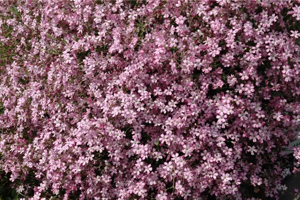 Kriechendes Schleierkraut 'Rosa Schönheit'