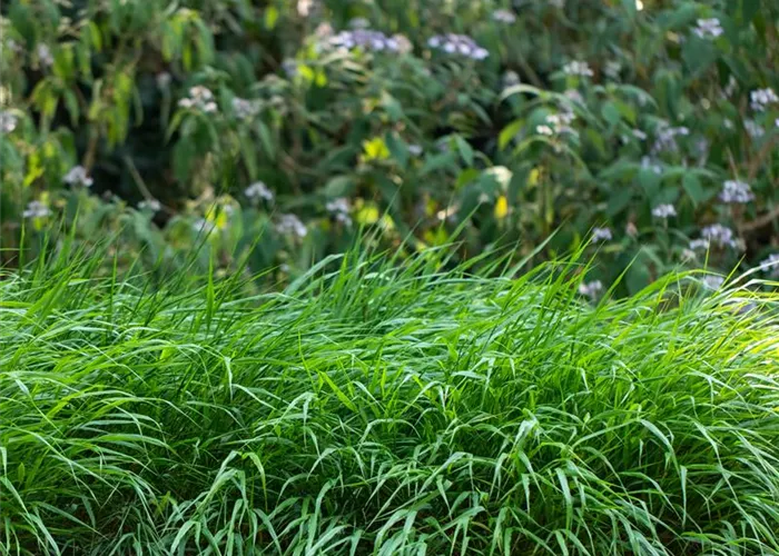 Hakonechloa macra 'Greenhills'