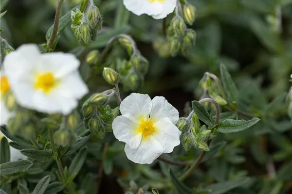 Garten-Sonnenröschen 'Eisbär'
