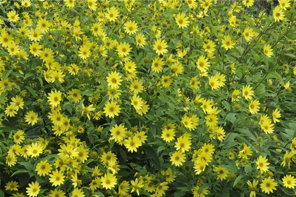 Kleinblumige Garten-Sonnenblume 'Lemon Queen'