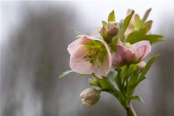 Orientalische Nieswurz 'Pretty Ellen Pink'