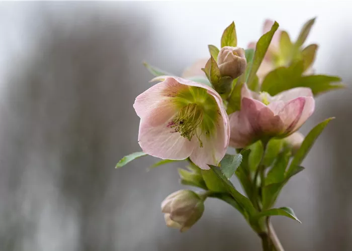 Helleborus x orientalis 'Pretty Ellen Pink'