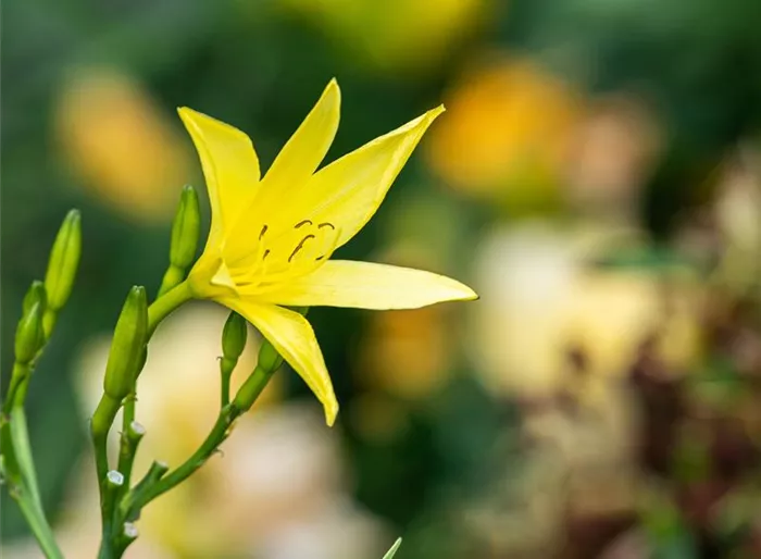 Zitronen-Taglilie