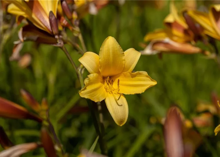 Hemerocallis middendorffii