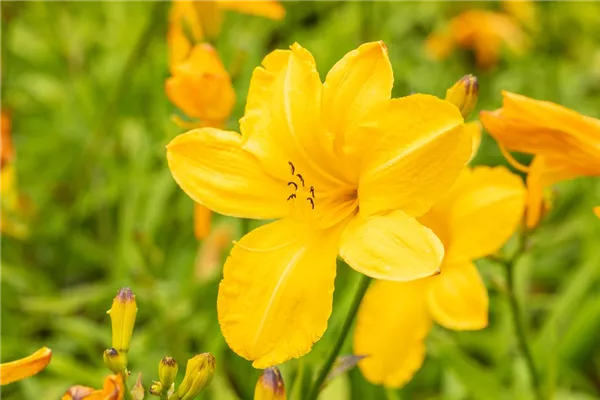 Garten-Taglilie 'Jake Russel'