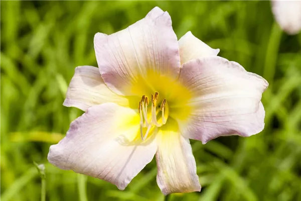 Garten-Taglilie 'Catherine Woodbery'