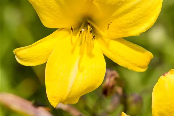 Garten-Taglilie 'Mini Stella'