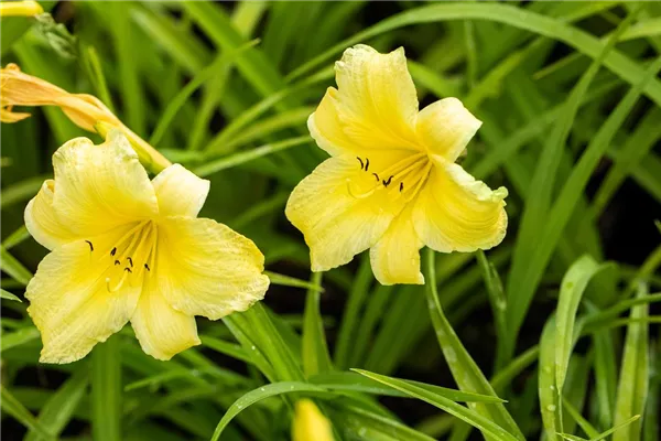 Garten-Taglilie 'Suzie Wong'