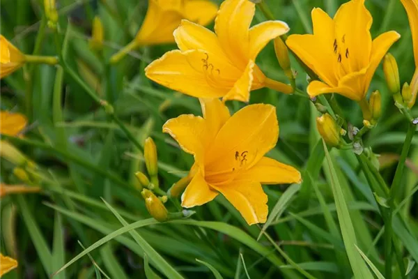 Garten-Taglilie 'Tinkerbell'