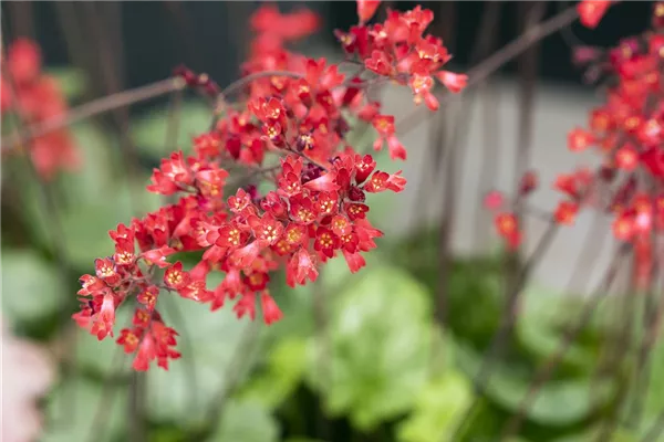 Garten-Purpurglöckchen 'Bressingham Hybrids'
