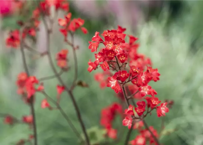 Heuchera sanguinea 'Leuchtkäfer'