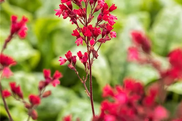Garten-Purpurglöckchen 'Pluie de Feu'