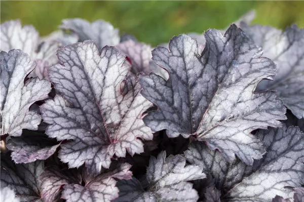 Garten-Silberglöckchen 'Frosted Violet'